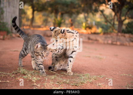 Wilden Serval Katze und inländischen Hauskatze, die Freundschaft Stockfoto