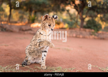 Egsotic Wild Cat, Serval Katze portrait Nahaufnahme Stockfoto