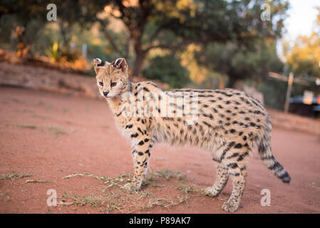 Egsotic Wild Cat, Serval Katze portrait Nahaufnahme Stockfoto