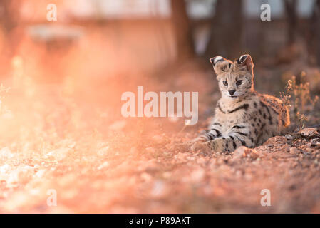 Egsotic Wild Cat, Serval Katze portrait Nahaufnahme Stockfoto