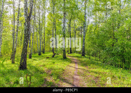 Birch Grove auf einer Feder sonnigen Tag. Stockfoto