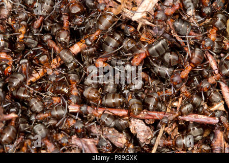 Rote Waldameisen (Formica rufa) erwachsene Arbeitnehmer massing auf dem Nest im frühen Frühling. Dorset, England. April. Stockfoto