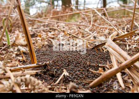 Rote Waldameisen (Formica rufa) erwachsene Arbeitnehmer massing auf dem Nest im frühen Frühling. Dorset, England. April. Stockfoto
