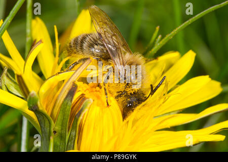 Feder (Colletes cunicularius Colletes) Biene männlichen Erwachsenen. Gwynedd, Wales. April. Stockfoto