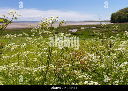 Kuh Petersilie (Anthriscus sylvestris) Blütezeit in der Nähe der Küste. Carmarthenshire, Wales. Mai. Stockfoto