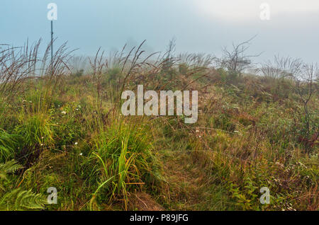 Early Misty Morning Dew Drops auf Wild Mountain gras wiese Stockfoto