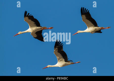 Weißstörche - weissstorch - ssp. Ciconia ciconia Ciconia, Marokko, drei erwachsene Vögel im Flug während der Migration vor blauem Himmel. Stockfoto