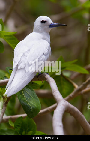 White Tern (Gygis alba Candida) Stockfoto