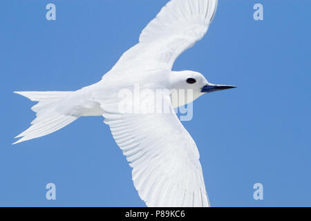 White Tern (Gygis alba Candida) Stockfoto