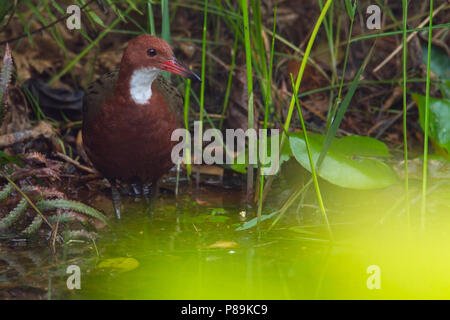 White-throated Rail (Dryolimnas Cuvieri), endemisch auf Madagaskar und der letzte flugunfähige Vogelarten im Indischen Ozean. Stockfoto