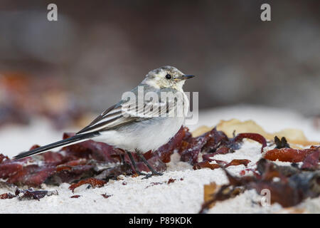 Bachstelze Bachstelze, Motacilla alba - ssp. Alba, Deutschland, 1. CY Stockfoto