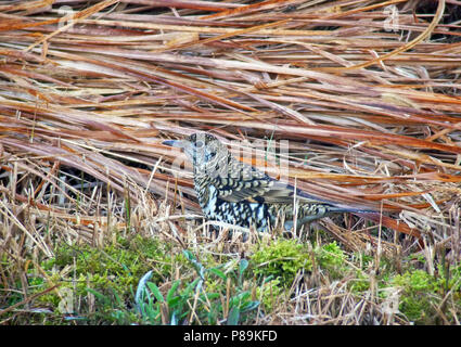 Goudlijster, White's Thrush, Zoothera Aurea Stockfoto