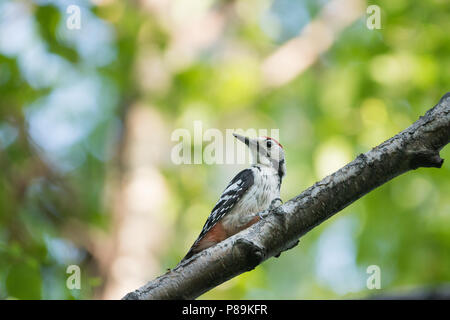 Weiß-backed Woodpecker - weissrückenspecht Dendrocopos leucotos - ssp. Uralensis, Russland (Baikalsee), Erwachsener, Mann Stockfoto