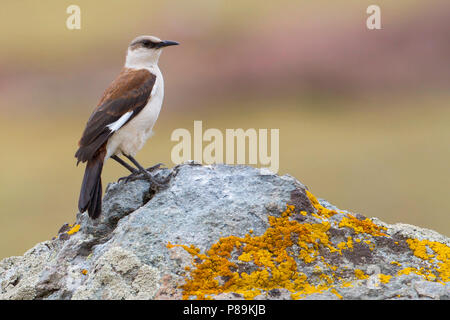 White-bellied Cinclodes (Cinclodes palliatus) in den hohen Anden thront. Es ist nur aus großer Höhe Streifen Land in Junín Region in Peru w bekannt Stockfoto