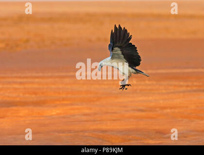 White-bellied Fish-Eagle, Haliaeetus leucogast Stockfoto