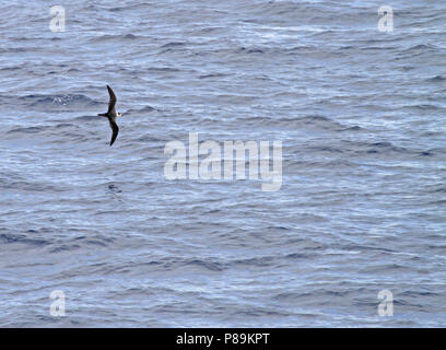 Weiß-necked Petrel (Pterodroma cervicalis) fliegen über dem Pazifischen Ozean. Stockfoto