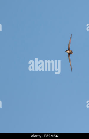 White-throated Needletail - stachelschwanzsegler - Hirundapus caudacutus, Russland, Erwachsene Stockfoto