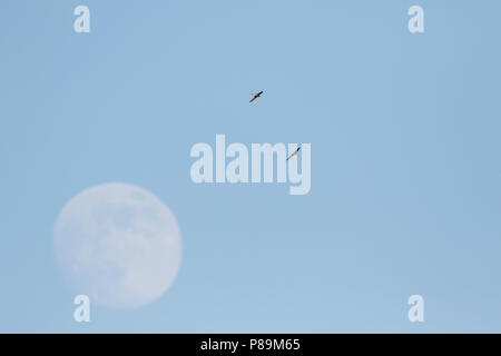 White-throated Needletail - stachelschwanzsegler - Hirundapus caudacutus, Russland, Erwachsene Stockfoto