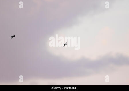 White-throated Needletail - stachelschwanzsegler - Hirundapus caudacutus, Russland, Erwachsene Stockfoto