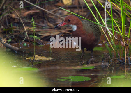 White-throated Rail (Dryolimnas Cuvieri), endemisch auf Madagaskar und der letzte flugunfähige Vogelarten im Indischen Ozean. Stockfoto