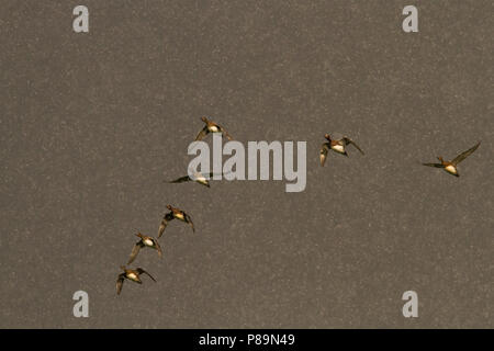 Herde der Eurasischen Wigeons (Anas penelope) fliegen in einem schweren Schneesturm Stockfoto