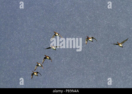 Herde der Eurasischen Wigeons (Anas penelope) fliegen in einem schweren Schneesturm Stockfoto