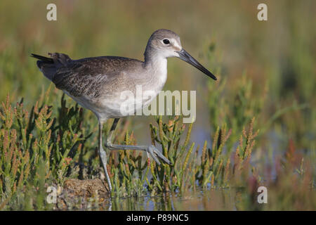 Juvenile Ventura Co., CA September 2011 Stockfoto