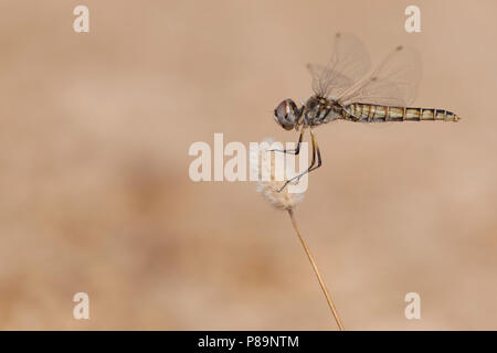 Imago Windvaantje; Erwachsene schwarze Wimpel; Stockfoto