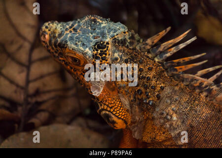 Orange iguana ist eine seltene Mutation. Grüne Leguane sind orange Flecken, aber diese seltene genetische Mutation ist das Äquivalent zu einem Albino, keine grünen Alle orange. Stockfoto