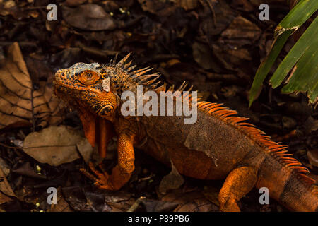 Orange iguana ist eine seltene Mutation. Grüne Leguane sind orange Flecken, aber diese seltene genetische Mutation ist das Äquivalent zu einem Albino, keine grünen Alle orange. Stockfoto