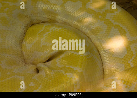 Albino Python ist einer der fünf größten Schlangenarten in der Welt. Es ist zu einer großen tropischen Süd- und Südostasien. Sie sind Stockfoto