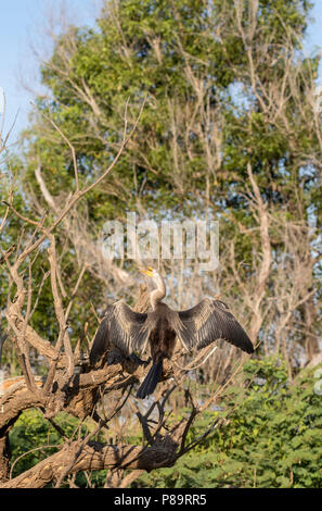 Australasian Darter trocknen ihre Flügel an Corroboree Billabong, Mary River Wetlands, Northern Territory Stockfoto