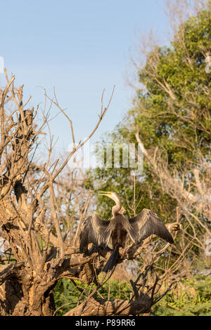 Australasian Darter trocknen ihre Flügel an Corroboree Billabong, Mary River Wetlands, Northern Territory Stockfoto