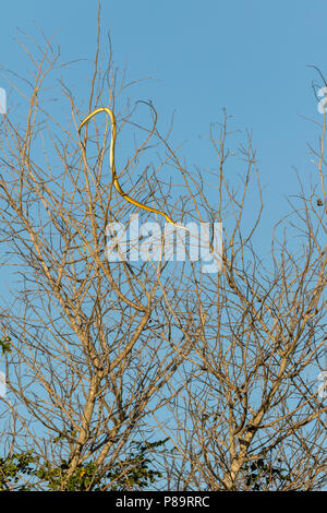 Golden Tree Snake, Corroboree Billabong, Mary River Wetlands, Northern Territory Stockfoto