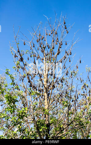 Kleine Rote Flughunde oder auch als flughunde Nester in den Bäumen im Nitmiluk Gorge, Northern Territory, Australien bekannt Stockfoto