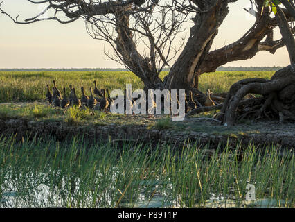 Corroboree Billabong, Mary River Wetlands, Northern Territory Stockfoto