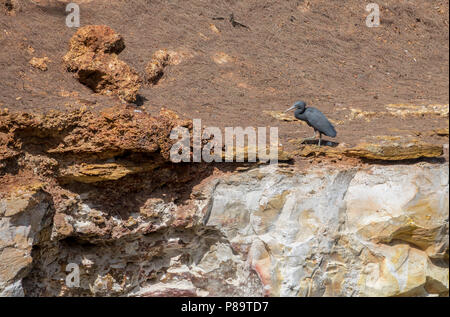 Great-billed Reiher bei East Point finden, Darwin, Northern Territory, Australien Stockfoto