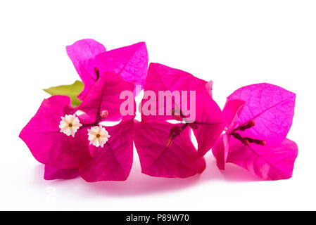 Bougainvillea Blumen auf weißem Hintergrund Stockfoto