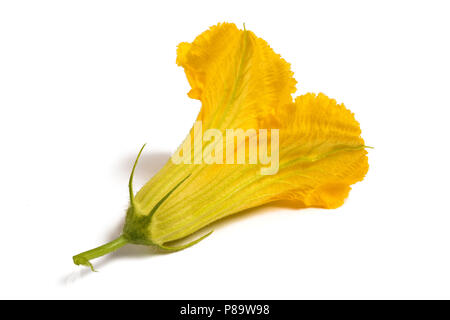 Squash-Blüte isoliert auf weißem Hintergrund Stockfoto