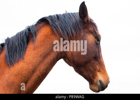 Braunes Pferd Profil gegen weißen Himmel Stockfoto