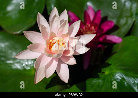 Seerose im Teich Stockfoto