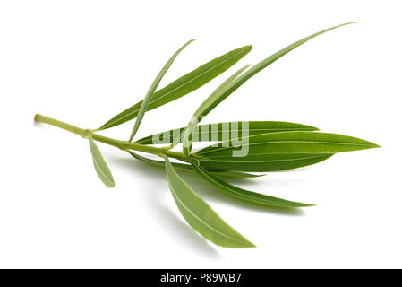 Oleander-Zweig mit Blättern isoliert auf weiss Stockfoto