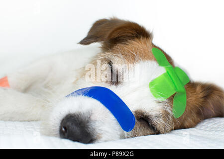 Nahaufnahme eines süßen SICK JACK RUSSELL HUND MIT BUNTEN BAND AID das Schlafen mit geschlossenen Augen auf einem weißen Bett. Stockfoto