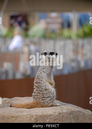 Yorkshire Wildlife Park in Großbritannien an einem Sommertag. Familie Anziehung, Zoo und Wildpark. Mit Tieren, die in Gefangenschaft sind, aber gepflegt. Stockfoto