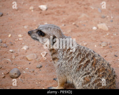 Yorkshire Wildlife Park in Großbritannien an einem Sommertag. Familie Anziehung, Zoo und Wildpark. Mit Tieren, die in Gefangenschaft sind, aber gepflegt. Stockfoto