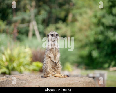 Yorkshire Wildlife Park in Großbritannien an einem Sommertag. Familie Anziehung, Zoo und Wildpark. Mit Tieren, die in Gefangenschaft sind, aber gepflegt. Stockfoto