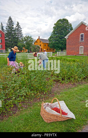 Die Ernte der roten Johannisbeere am Hancock Shaker Village, Pittsfield, Berkshire County, Massachusetts, USA Stockfoto