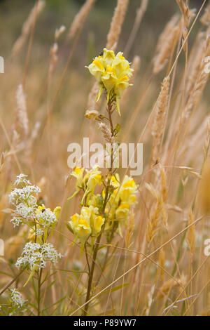 Gelbe Blumen der Gemeinsamen toadflax, auch Gelb toadflax bekannt, und kleine weiße Blüten von Hedge bedstraw in einem trockenen Bereich Stockfoto