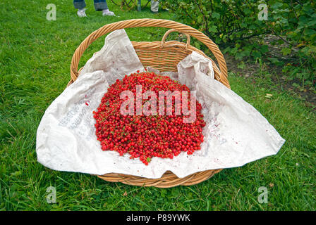 Die Ernte der roten Johannisbeere am Hancock Shaker Village, Pittsfield, Berkshire County, Massachusetts, USA Stockfoto