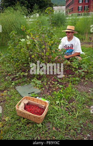 Die Ernte der roten Johannisbeere am Hancock Shaker Village, Pittsfield, Berkshire County, Massachusetts, USA Stockfoto